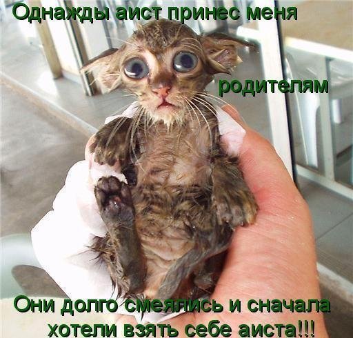 прикольный котенок (для Мира позитива) (512x490, 58Kb)