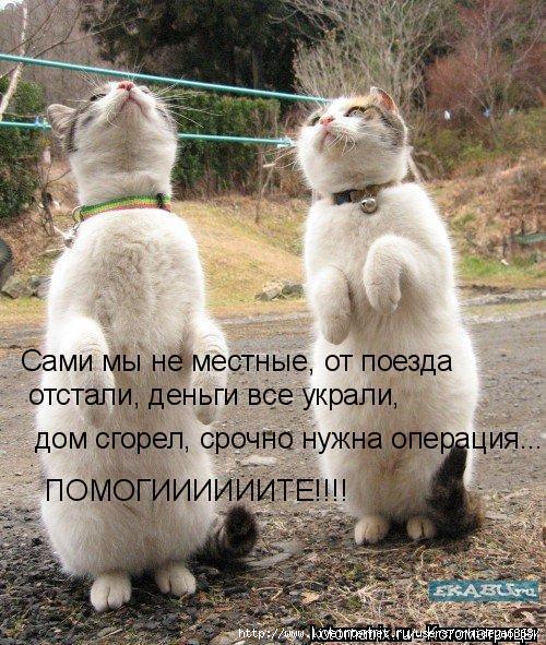 5ce22243ae514f4a9c6255a672d548fc_big (500x591, 243Kb)