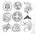 Превью 4000 motifs de fleurs et de plantes (141) (700x683, 116Kb)