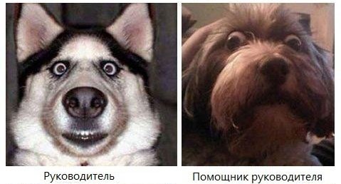 Типичный офис в собачьих мордах