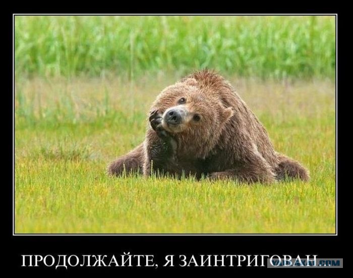 Типичный офис в собачьих мордах