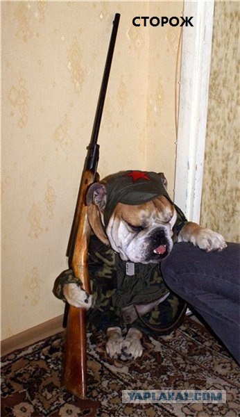Типичный офис в собачьих мордах