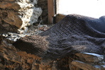 Превью DSC_0305_medium2 (640x425, 297Kb)