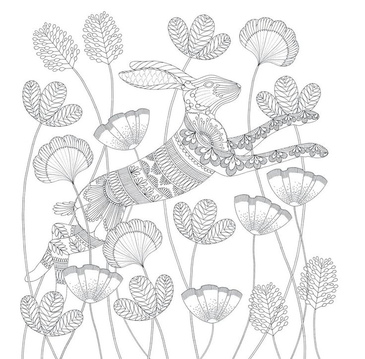Millie Marotta's Animal Kingdom - A Colouring Book Adventure: 