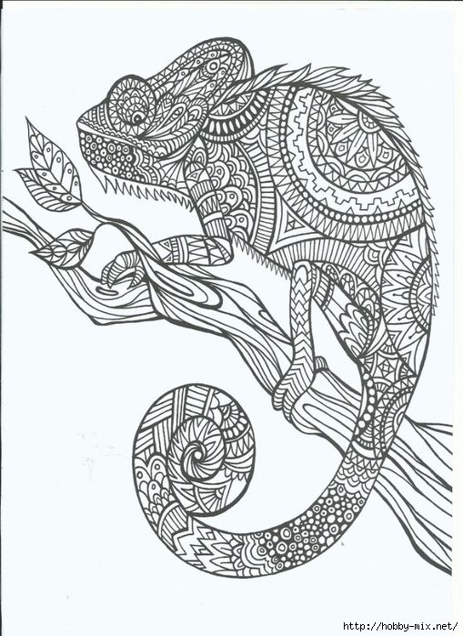 chameleon: 